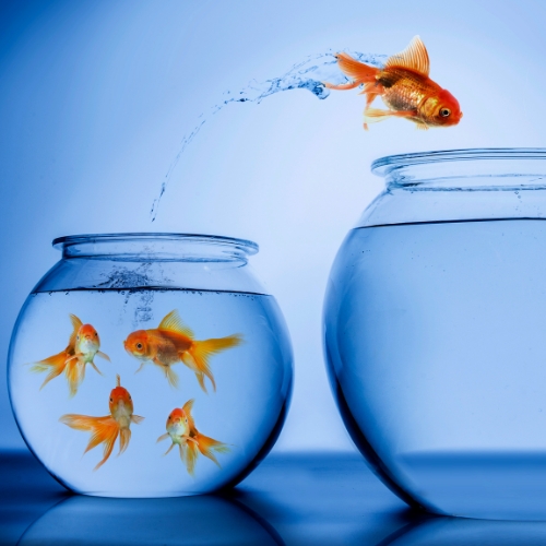 An image of a goldfish mid air as it jumps out of a small tank into large tank. Four goldfish remain in the small tank.